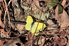 Sitronsommerfugl (Gonepteryx rhamni)