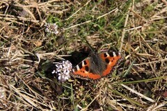 Neslesommerfugl (Aglais urticae)