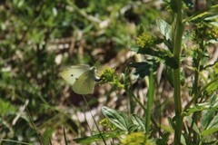 Stor kålsommerfugl (Pieris brassicae)