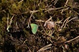 Grønnstjertvinge (Callophrys rubi)