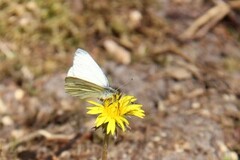 Green-veined White (Pieris napi)