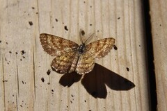 Common Heath (Ematurga atomaria)