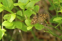 Common Heath (Ematurga atomaria)