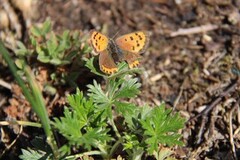 Ildgullvinge (Lycaena phlaeas)