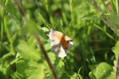 Engringvinge (Coenonympha pamphilus)