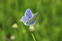 Common Blue (Polyommatus icarus)