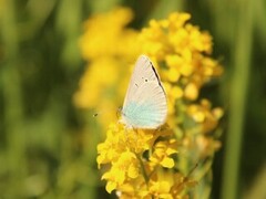 Green-underside Blue (Glaucopsyche alexis)