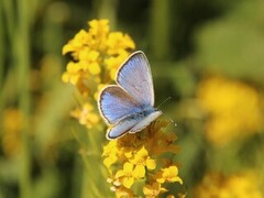 Green-underside Blue (Glaucopsyche alexis)