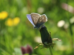 Common Blue (Polyommatus icarus)