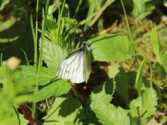 Green-veined White (Pieris napi)