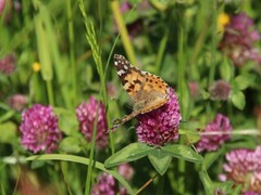 Painted Lady (Vanessa cardui)
