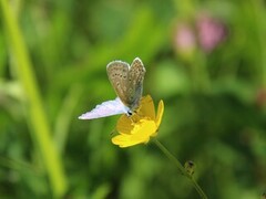Common Blue (Polyommatus icarus)