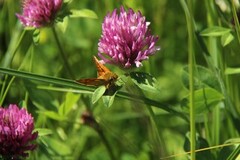 Large Skipper (Ochlodes sylvanus)