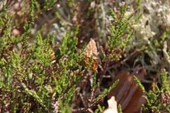 Common Heath (Ematurga atomaria)