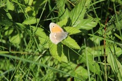 Engringvinge (Coenonympha pamphilus)