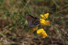 Common Blue (Polyommatus icarus)