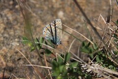 Common Blue (Polyommatus icarus)