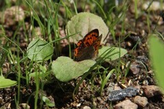 Ildgullvinge (Lycaena phlaeas)