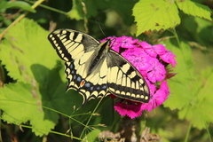 Svalestjert (Papilio machaon)