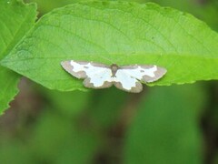 Randmåler (Lomaspilis marginata)