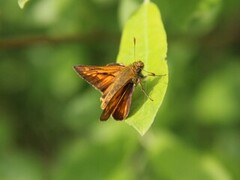 Large Skipper (Ochlodes sylvanus)