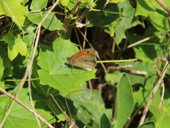 Meadow Brown (Maniola jurtina)