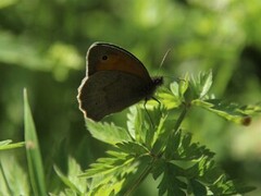 Meadow Brown (Maniola jurtina)