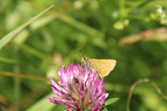Large Skipper (Ochlodes sylvanus)