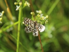 Rutemåler (Semiothisa clathrata)