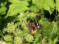 Admiral (Vanessa atalanta)