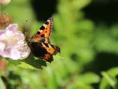 Neslesommerfugl (Aglais urticae)