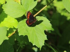 Arran Brown (Erebia ligea)
