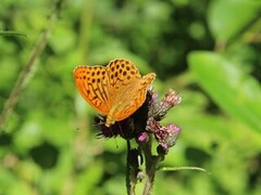 Keiserkåpe (Argynnis paphia)