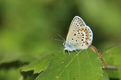 Argusblåvinge (Plebejus argus)