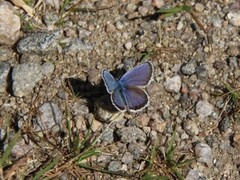 Silver-studded Blue (Plebejus argus)