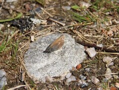 Engringvinge (Coenonympha pamphilus)