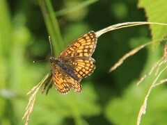 Heath Fritillary (Melitaea athalia)