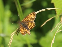 Marimjellerutevinge (Melitaea athalia)