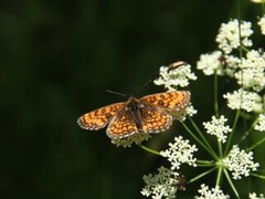 Heath Fritillary (Melitaea athalia)