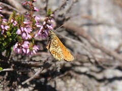Heath Fritillary (Melitaea athalia)