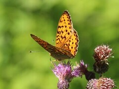 Dark Green Fritillary (Argynnis aglaja)