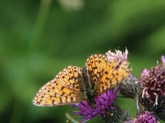 Small Pearl-bordered Fritillary (Boloria selene)