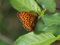 Lesser Marbled Fritillary (Brenthis ino)