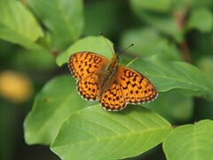 Lesser Marbled Fritillary (Brenthis ino)