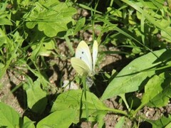 Large White (Pieris brassicae)