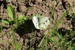 Large White (Pieris brassicae)