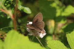Meadow Brown (Maniola jurtina)