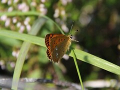 Scarce Copper (Lycaena virgaureae)