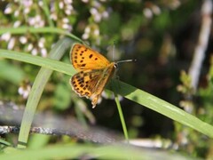 Scarce Copper (Lycaena virgaureae)