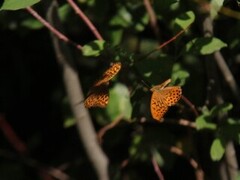 Keiserkåpe (Argynnis paphia)